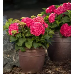 Hydrangea macrophylla ENDLESS SUMMER® SUMMER LOVE ® RED