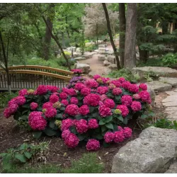 Darželinė hortenzija - Hydrangea macrophylla ENDLESS SUMMER® SUMMER LOVE ® RED