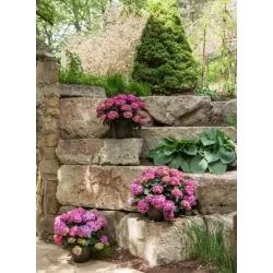 Darželinė hortenzija - Hydrangea macrophylla ENDLESS SUMMER® SUMMER LOVE ® RED