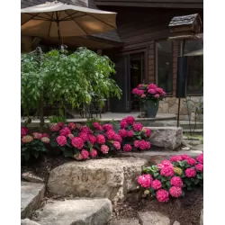 Hydrangea macrophylla ENDLESS SUMMER® SUMMER LOVE ® RED