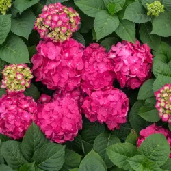 Darželinė hortenzija - Hydrangea macrophylla ENDLESS SUMMER® SUMMER LOVE ® RED