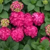 Hydrangea macrophylla ENDLESS SUMMER® SUMMER LOVE ® RED