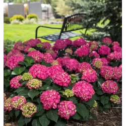 Darželinė hortenzija - Hydrangea macrophylla ENDLESS SUMMER® SUMMER LOVE ® RED
