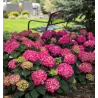 Hydrangea macrophylla ENDLESS SUMMER® SUMMER LOVE ® RED