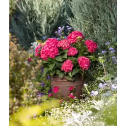 Hydrangea macrophylla ENDLESS SUMMER® SUMMER LOVE ® RED