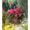 Hydrangea macrophylla ENDLESS SUMMER® SUMMER LOVE ® RED