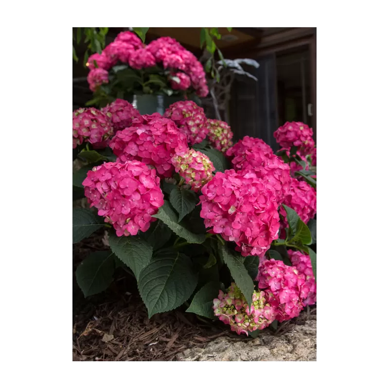 Darželinė hortenzija - Hydrangea macrophylla ENDLESS SUMMER