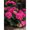 Hydrangea macrophylla ENDLESS SUMMER® SUMMER LOVE ® RED