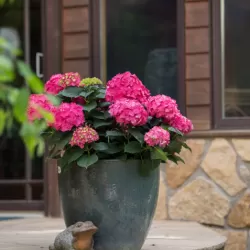 Darželinė hortenzija - Hydrangea macrophylla ENDLESS SUMMER® SUMMER LOVE ® RED