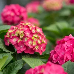 Darželinė hortenzija - Hydrangea macrophylla ENDLESS SUMMER® SUMMER LOVE ® RED
