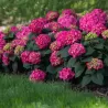 Darželinė hortenzija - Hydrangea macrophylla ENDLESS SUMMER® SUMMER LOVE ® RED