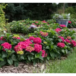 Hydrangea macrophylla ENDLESS SUMMER® SUMMER LOVE ® RED