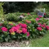 Darželinė hortenzija - Hydrangea macrophylla ENDLESS SUMMER® SUMMER LOVE ® RED