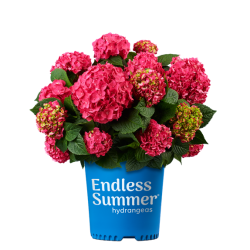Darželinė hortenzija - Hydrangea macrophylla ENDLESS SUMMER® SUMMER LOVE ® RED