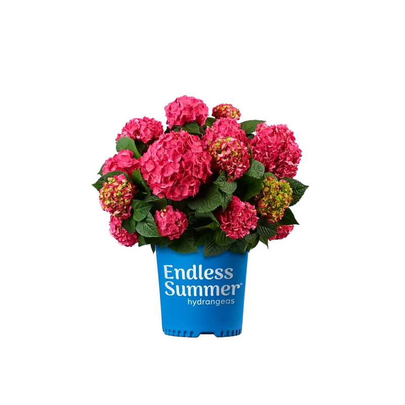 Hydrangea macrophylla ENDLESS SUMMER® SUMMER LOVE ® RED