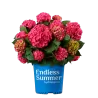 Hydrangea macrophylla ENDLESS SUMMER® SUMMER LOVE ® RED