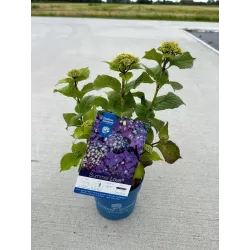 Darželinė hortenzija - Hydrangea macrophylla ENDLESS SUMMER® SUMMER LOVE ® PURPLE