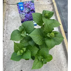 Darželinė hortenzija - Hydrangea macrophylla ENDLESS SUMMER® SUMMER LOVE ® PURPLE