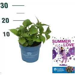 Darželinė hortenzija - Hydrangea macrophylla ENDLESS SUMMER® SUMMER LOVE ® PURPLE