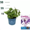 Darželinė hortenzija - Hydrangea macrophylla ENDLESS SUMMER® SUMMER LOVE ® PURPLE