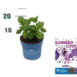 Hydrangea macrophylla ENDLESS SUMMER® SUMMER LOVE ® PURPLE