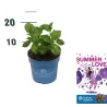 Hydrangea macrophylla ENDLESS SUMMER® SUMMER LOVE ® PURPLE