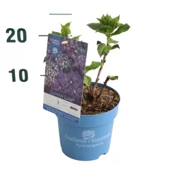 Hydrangea macrophylla ENDLESS SUMMER® SUMMER LOVE ® PURPLE