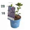Hydrangea macrophylla ENDLESS SUMMER® SUMMER LOVE ® PURPLE