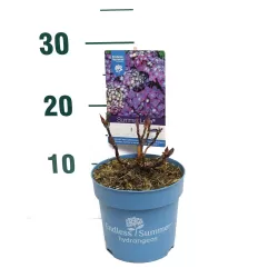 Darželinė hortenzija - Hydrangea macrophylla ENDLESS SUMMER® SUMMER LOVE ® PURPLE