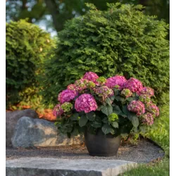 Hydrangea macrophylla ENDLESS SUMMER® SUMMER LOVE ® PURPLE