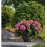 Darželinė hortenzija - Hydrangea macrophylla ENDLESS SUMMER® SUMMER LOVE ® PURPLE