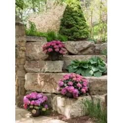 Hydrangea macrophylla ENDLESS SUMMER® SUMMER LOVE ® PURPLE