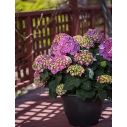 Darželinė hortenzija - Hydrangea macrophylla ENDLESS SUMMER® SUMMER LOVE ® PURPLE