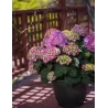 Darželinė hortenzija - Hydrangea macrophylla ENDLESS SUMMER® SUMMER LOVE ® PURPLE