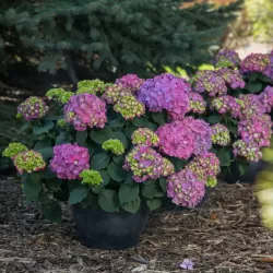Darželinė hortenzija - Hydrangea macrophylla ENDLESS SUMMER® SUMMER LOVE ® PURPLE