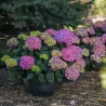 Darželinė hortenzija - Hydrangea macrophylla ENDLESS SUMMER® SUMMER LOVE ® PURPLE