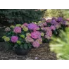 Hydrangea macrophylla ENDLESS SUMMER® SUMMER LOVE ® PURPLE