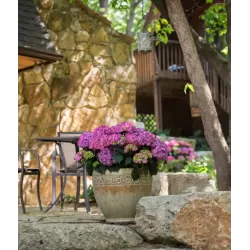 Darželinė hortenzija - Hydrangea macrophylla ENDLESS SUMMER® SUMMER LOVE ® PURPLE