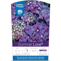 Hydrangea macrophylla ENDLESS SUMMER® SUMMER LOVE ® PURPLE