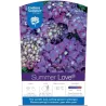 Hydrangea macrophylla ENDLESS SUMMER® SUMMER LOVE ® PURPLE