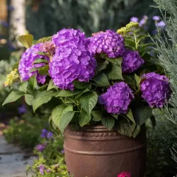 Hydrangea macrophylla ENDLESS SUMMER® SUMMER LOVE ® PURPLE