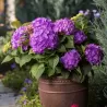 Darželinė hortenzija - Hydrangea macrophylla ENDLESS SUMMER® SUMMER LOVE ® PURPLE