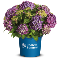 Darželinė hortenzija - Hydrangea macrophylla ENDLESS SUMMER® SUMMER LOVE ® PURPLE