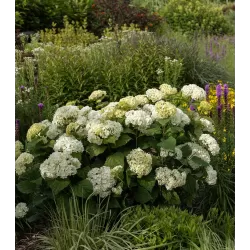 Šviesioji hortenzija - Hydrangea arborescens FLOWERWOW