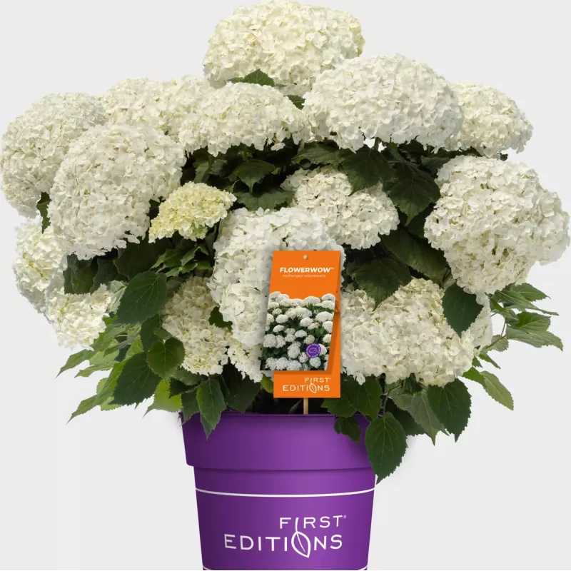 Šviesioji hortenzija - Hydrangea arborescens FLOWERWOW
