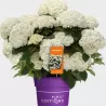 Šviesioji hortenzija - Hydrangea arborescens FLOWERWOW