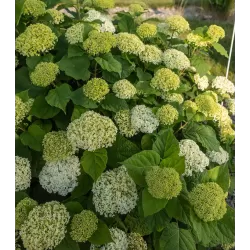 Šviesioji hortenzija - Hydrangea arborescens FLOWERWOW