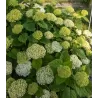 Šviesioji hortenzija - Hydrangea arborescens FLOWERWOW