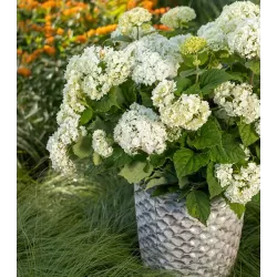 Šviesioji hortenzija - Hydrangea arborescens FLOWERWOW