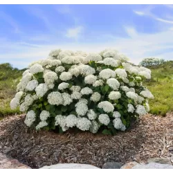 Šviesioji hortenzija - Hydrangea arborescens FLOWERWOW